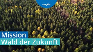 Waldumbau - Auf welche Baumarten die Forstwirte setzen | Umschau | MDR