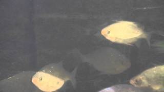 Common Roach (Rutilus rutilus) - Tropical Fish