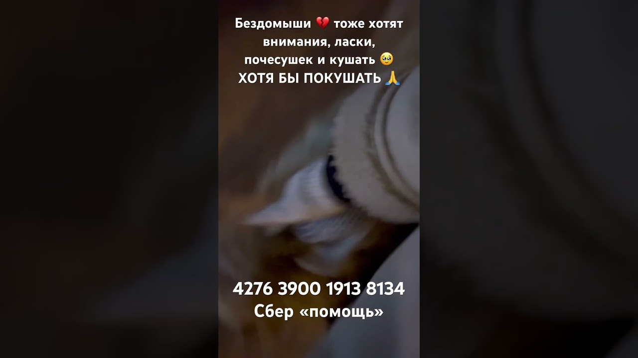 #помощьбездомнымсобакам #собакадругчеловека #нужнапомощь #doghelp #dog