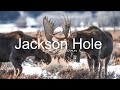 Wildlife Photography with the Sigma 150-600mm S Jackson Wyoming