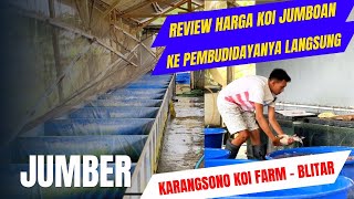 JUMBER ‼Koi Jumboan Langsung Ke Pemudidayanya ‼KARANGSONO KOI FARM  BLITAR