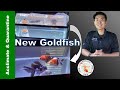 How to Add New Goldfish | Acclimate & Quarantine | Day-by-Day Results👉