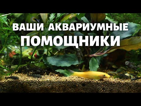 Видео: Правильное очищение твари для аквариума.