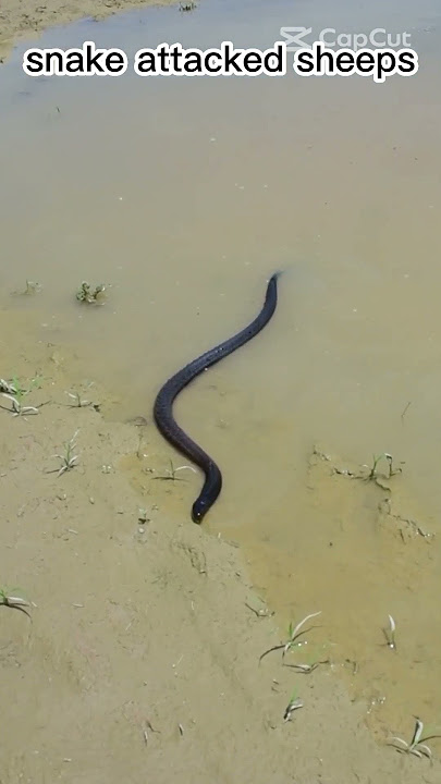 snake in water