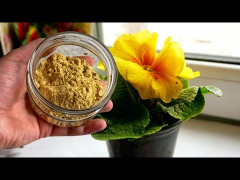 Эта БЕСПЛАТНАЯ ПОДКОРМКА Обеспечит БЕШЕНЫЙ РОСТ Комнатных Цветов!