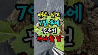 Things you must do 7 days after planting cabbage