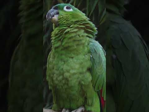 Southern mealy amazon | Амазон Мюллера | Amazona farinosa