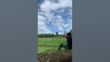 #shorts trình tày vlog câu lure cá lóc câu cá giải trí #71 #fishing #cauca #vlog