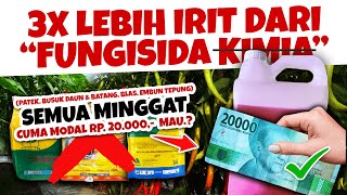 MAU PENYAKIT PATEK, BUSUK, BERCAK DAUN MINGGAT.??? CARA MEMBUAT FUNGISIDA ORGANIK JADAM SULFUR (JS)