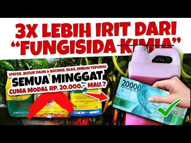 MAU PENYAKIT PATEK, BUSUK, BERCAK DAUN MINGGAT.??? CARA MEMBUAT FUNGISIDA ORGANIK JADAM SULFUR (JS) class=