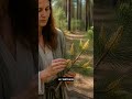 Сосновая пыльца: от ветки до банки