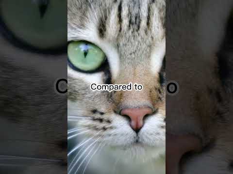 Video: Ar tabbytės katės protingos?