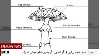 تمهيد..كيف تنتج ايواغ ..أو بذور..أو تقاوى فطر المشروم