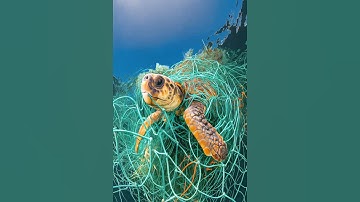 Thumbnail of HEARTBREAKING! 💔 Gentle Sea Turtle Trapped and Helpless in Fishing Net.