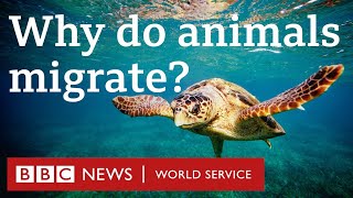 How birds and turtles navigate across the planet  CrowdScience, BBC World Service Podcast