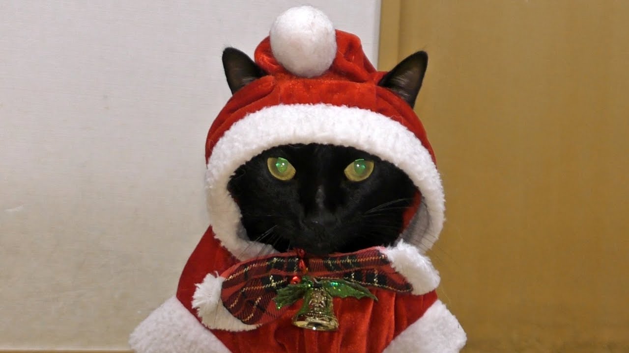 Santa Kuro サンタクロさん コスプレ サンタクロース サンタ服 Cat 猫 Santa Claus Youtube