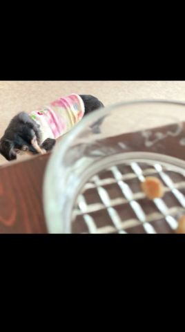 20歳で天使になった #shorts #老犬 #ミニチュアダックス