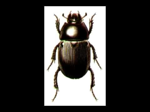 Alexander Beetle