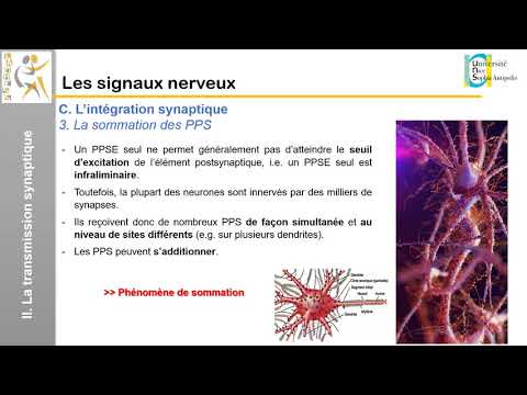 Vidéo: Expression Retardée Du Commutateur De Déclenchement Dépendant De L'activité Dans Les AMPAR Synaptiques à Une Synapse Centrale