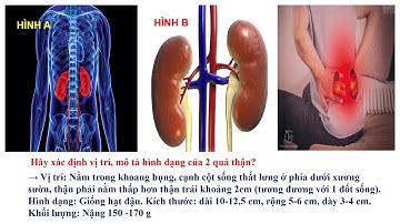 SINH 8 BÀI 38  BÀI TIẾT VÀ CẤU TẠO HỆ BÀI TIẾT NƯỚC TIỂU