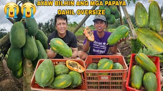 Nakakalongkot ayaw ng bilhin ng mga papaya kay pinsan Dahil oversize...Tayo na bahala dyan insan
