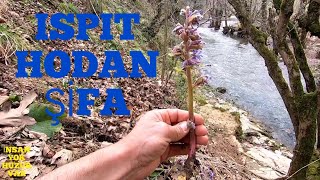 Ispıt, Hodan Otu, Şifalı Bitkiler, Borago Officinalis