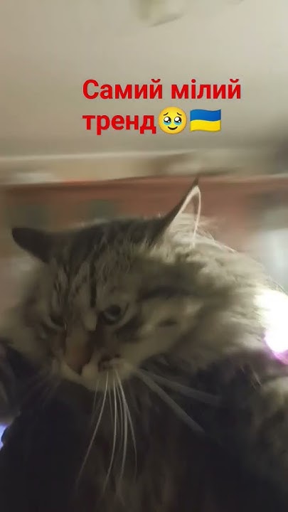 самий мілий тренд с Трішай - YouTube