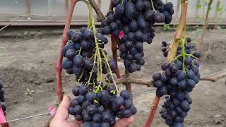 Описание сорта винограда Брависсимо,  мощный красавец!