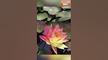 Thumbnail of Rare Wanvisa water lily blooms in Jiangsu