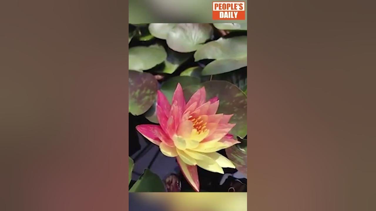 Rare Wanvisa water lily blooms in Jiangsu