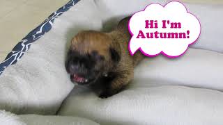 Autumn - Featured Puppy Of The Week by Shipley Cane Corso 667 views 3 years ago 1 minute, 13 seconds