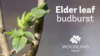 Elder leaf budding Timelapse | Woodland Trust