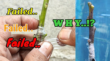 Failed grafting of Avocado with Root Stimulant