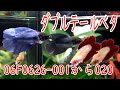 【新着】ダブルテールベタメス20匹06F0626 001から020