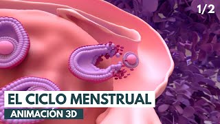 Ciclo menstrual: Conceptos básicos | Animación 3D