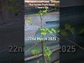 Update2 Thai Jujube From Seed Shokherbaganuk2025 Update2 Thai Jujube From Seed Shokherbaganuk2025