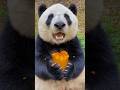 The Cutest Panda Mukbang
