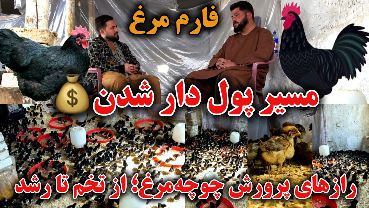 جوان که از ۱۰ مرغ شروع کرد حالا چندین فارم دارد | چطور از یک فارم کوچک چوچه‌مرغ، میلیونر شویم؟