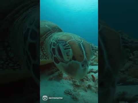 ダイビング中に発見したウミガメ海亀の行進🐢【編集済み無音】