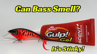 This Study Indicates Bass Can Smell And Taste Extremely Well! How