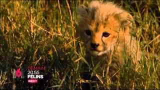 felins demain 20h55 M6 21 12 2015