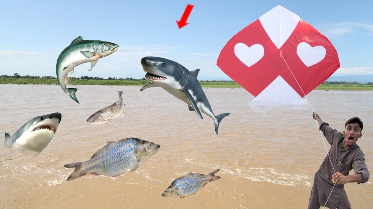 Kite & Fish Catch Village Boy in Sea| Kite