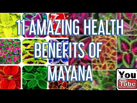11 AMAZING HEALTH BENEFITS OF MAYANA #healthbenefits #medicinalplants #medicinalherbs