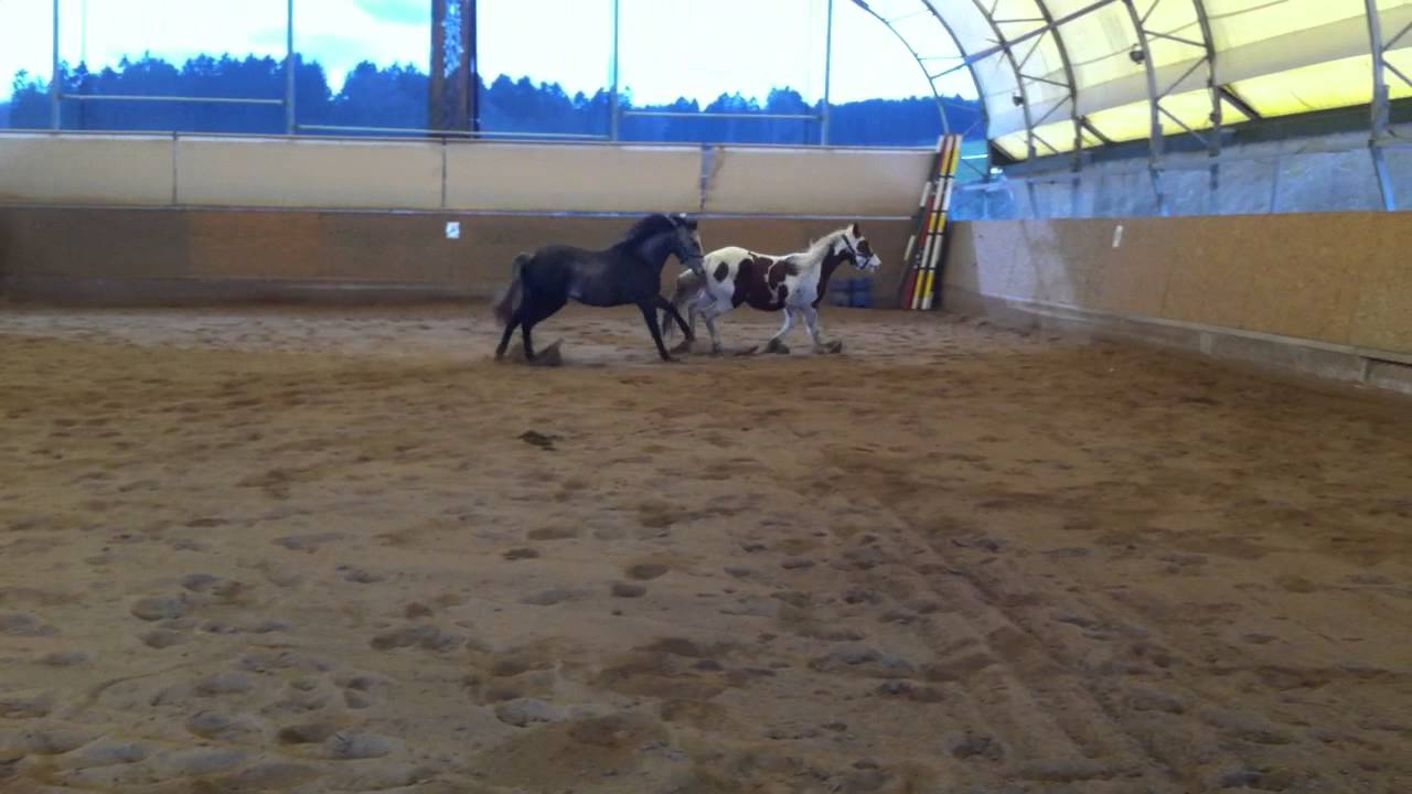 Paint Horse Stute und Quarter Horse Stute aus 2010 zu verkaufen YouTube