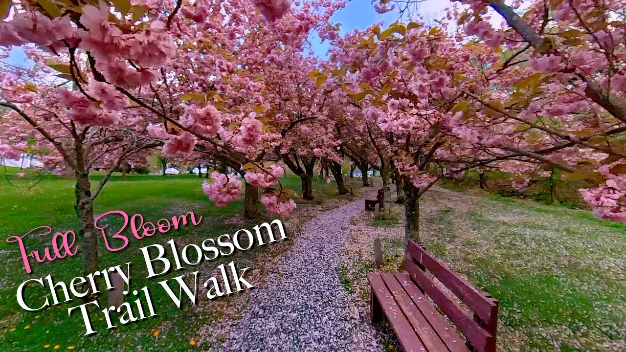 Full Bloom - Cherry Blossom Trail Walk