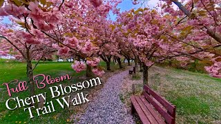 Full Bloom - Cherry Blossom Trail Walk