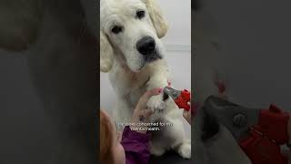 Den Retriever Has An Emotional Support Slipper