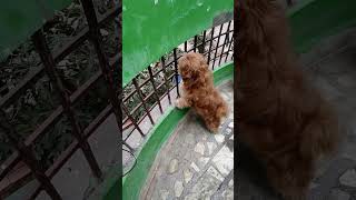 # Lhasa Apso# funny dog video# fun time# cute# puppy#viral #trending #shortsvideo