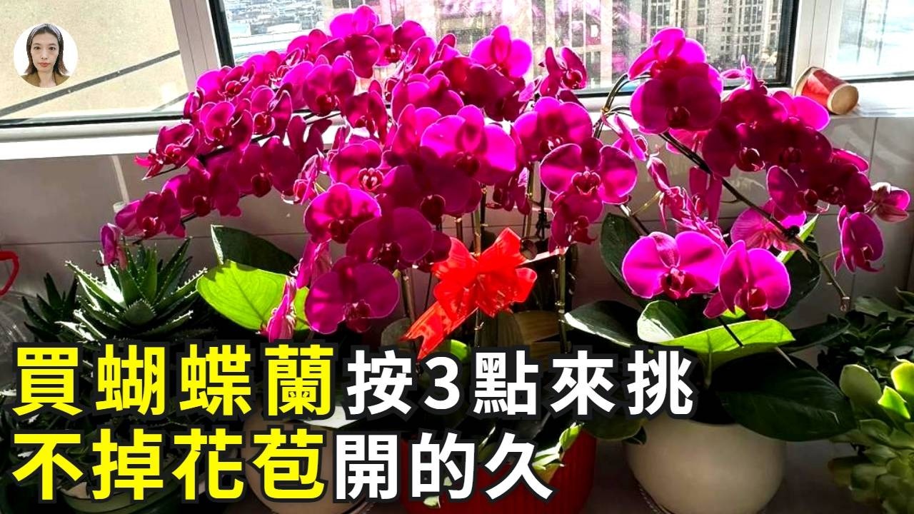 購買蝴蝶蘭，按照這3點來挑，不掉花苞開的旺，小钱办大事|花花世界