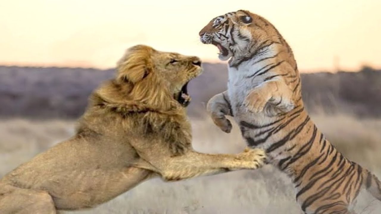Barbary Lion VS Bengal Tiger - Bengal Tiger VS Barbary Lion Who Would